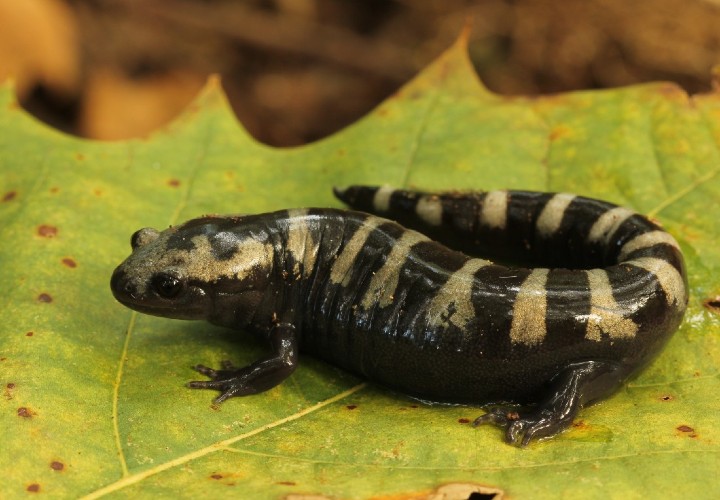 Marbled Salamander